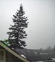 Tall Tree Crashes On Oregon House