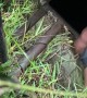 Puppy Rescued From Hole