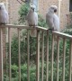 Feather Fiesta As Cockatoos Take Over Balcony