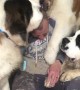 Saint Bernards Create Giant Pile of Love