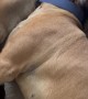 Cuddling English Mastiff Sisters Struggle to Wake Up