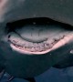 A Shark With A Broken Jaw