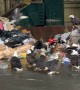 Bald Eagles Flock to Garbage Dump