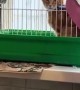 Bird Annoyed By Cat In Cage