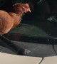 Chicken Rides on Windshield Wipers