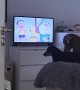 Dogs Love Their Cartoons