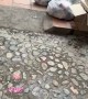 Trash Dog Chases Stomped Foot