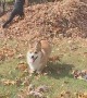 Corgi Leaps Into Leaf Pile