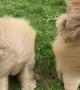 Two Floofs Sit In Strong Wind