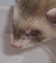 Have You Ever Heard a Baby Ferret Snore?
