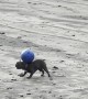 Dog Demonstrates Impressive Ball Balancing Skills