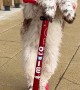 Springer Spaniel Shows Off Her Scooter Skills
