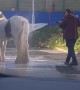 Horse Gets Hosed Off at Car Wash