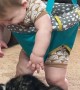 Baby Meets Cuddly Calico Kitten