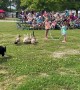 Border Collies Herd Ducks Through Hula Hoop