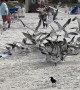 Seagulls Went Savage On Leftovers