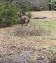Donkey Plays With Squeaking Rubber Chicken