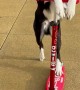 Border Collie Rides a Scooter