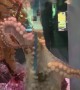 Octopus Takes a Net and Won't Give it Back
