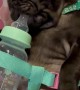 Perfect Pug Baby Sits In Stroller