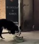 Skater Dog Tries Out Some New tricks