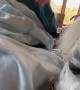 Grandma\'s reaction to meeting an adorable pony is beautiful 
