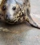 This is the cutest & bounciest seal 