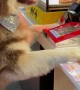 Friendly Dog Samples Chicken Nuggets