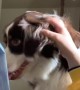 Australian Shepherd Wants All the Attention