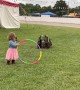 Border Collie Herds Ducks Through Hoop With a Little Helper