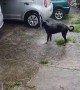 Rottweiler Enjoys a Rain Gutter Shower