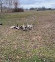 Border Collies Work Together To Herd Ducks
