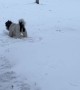 Yorkipoo Loves to Rub His Face in the Snow