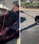 Police rescue dog from storm drain