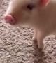 Tiny Pig Does a Trick For a Strawberry Treat