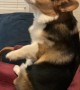 Corgi Rocks Himself in Recliner