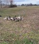Border Collies Herd Ducks Through Hoop