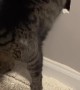Adventurous Kitty Gets Stuck Behind Basement Wall