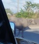 Bovine on the Move on Expressway