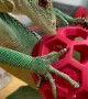 An Intelligent Lizard Plays With A Ball