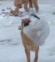 Colliding Dogs Explode Garbage Bag