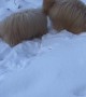 Goldendoodle Puppies Play in the Snow