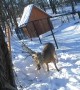 Entangled deer rescued from hammock