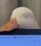 Ducks Falls Asleep on Laptop Screen