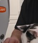 Cat Trains to Be a Seamstress