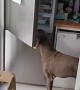 Dogs Steal Food From the Fridge