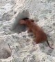 Miniature Dachshund Digs a Tunnel on the Beach