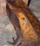 Long-Nosed Horned Frog Looks Like a Leaf