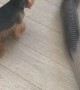 Yorkie and Ferrets Play Tag