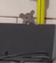 Rat Makes An Appearance